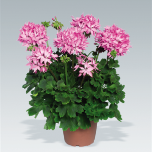 Pac® Fireworks Pink ℗