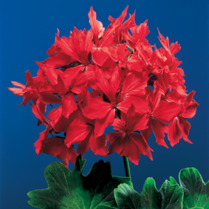 Pac® Fireworks Scarlet ℗