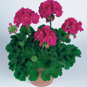 Pac® Flower Fairy Berry ℗