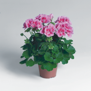 Pac® Flower Fairy Rose ℗