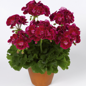 Pac® Flower Fairy Velvet
