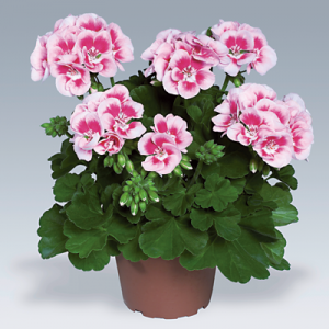 Pac® Flower Fairy White Splash ℗