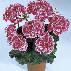 Sel Vineta®