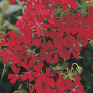 Balcon rood