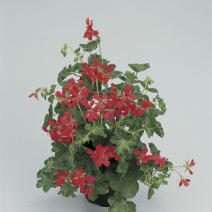 Decora donkerrose
