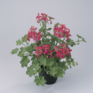 Mini Balcon rood