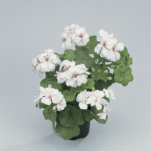 G.F. Blanche Roche ℗