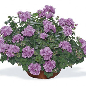 Pac® Lilac ℗