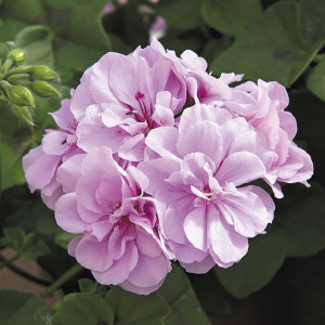 Sel Royal™ Lavender®