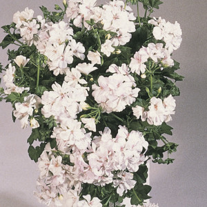 Sel Royal™ Royal White ℗