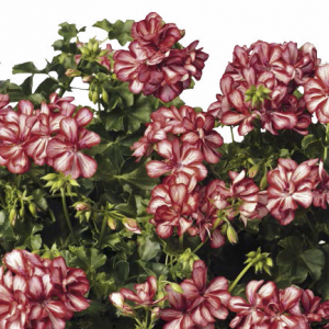 Pac® Mexica Ruby