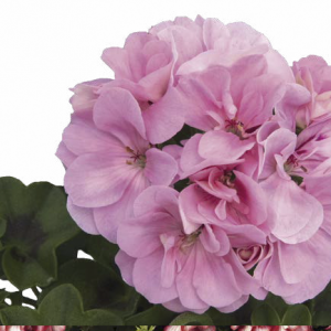 Sel Royal™ Light Pink