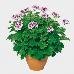 Geurgeranium Orange Fizz
