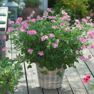 Geurgeranium Capitatum