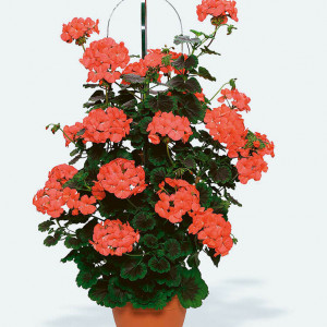Pac® Antik Orange