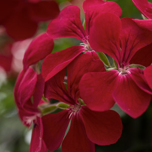 Pac® Happy Face Dark Red