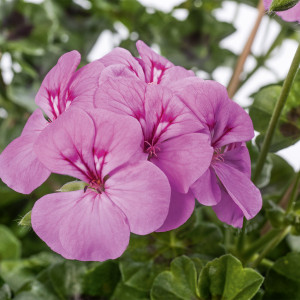 Pac® Happy Face Lilac