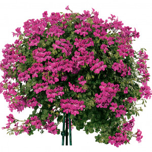 Pac® Happy Face Magenta