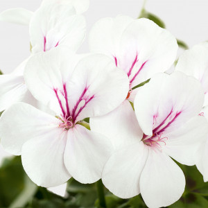 Pac® Happy Face White