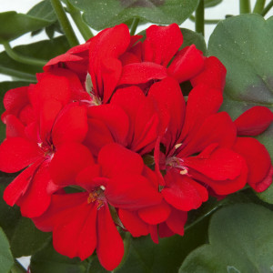 Sel Royal Scarlet