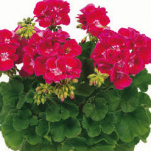 Pac Flower Fairy Red Splash